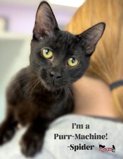 Spider, an adoptable Domestic Short Hair in Gwinn, MI, 49841 | Photo Image 1