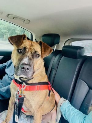 Ryko, Adult Male Mixed Breed