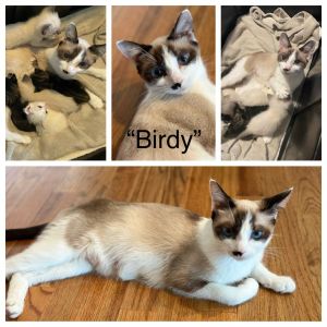 Birdy Domestic Short Hair Cat