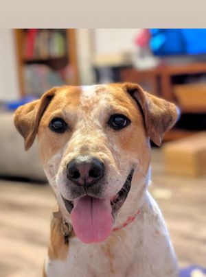 Dont let her age fool you-Bella is bursting with energy and absolutely loves to play She has a gen