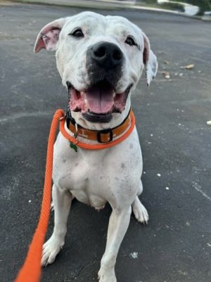 Meet Dyson the sweetest boy looking for his forever home This lovable pup is currently thriving in