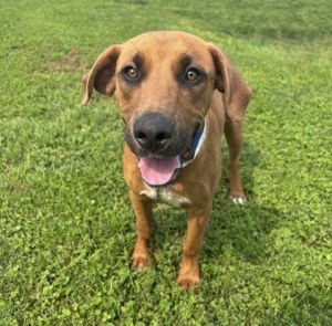 No need to go to a galaxy far away Luke Skybarker is looking for a home right here in this