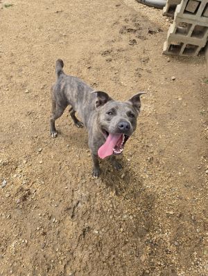 Goose, Adult Male Mixed Breed