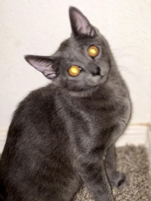 Misty, Baby Female Domestic Short Hair