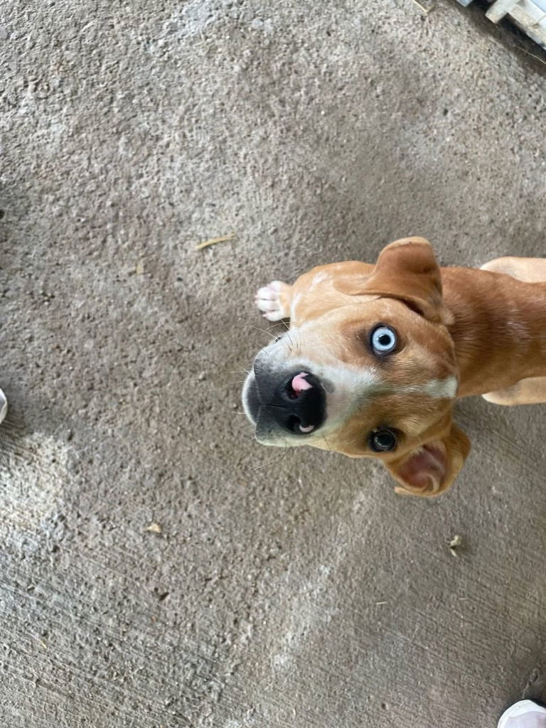Echo