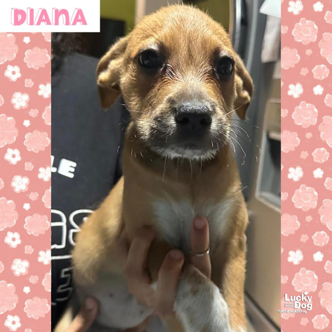 Diana