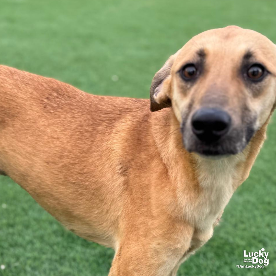 Bettie, an adoptable Saluki in Washington, DC, 20007 | Photo Image 1