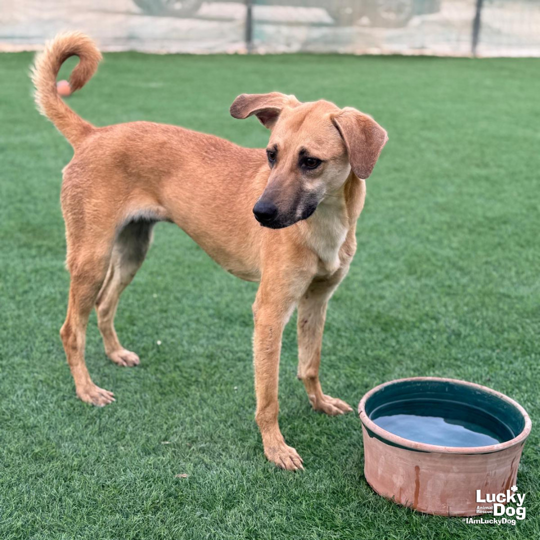 Bettie, an adoptable Saluki in Washington, DC, 20007 | Photo Image 2