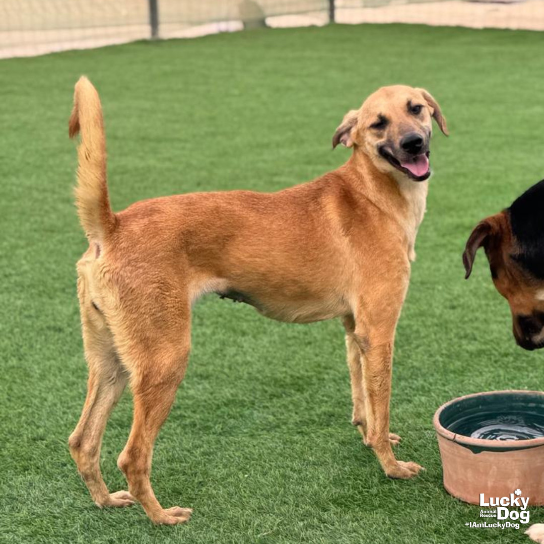 Bettie, an adoptable Saluki in Washington, DC, 20007 | Photo Image 3