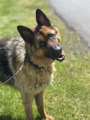 Meet Baron the Gentle German Shepherd Seeking His Forever Home Baron is a 4-year-old German Shephe