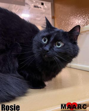 Meet Rosie - A Green-Eyed Beauty with a Heart Full of Love Rosie is a stunning long-haired black cat