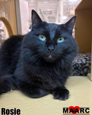 Meet Rosie - A Green-Eyed Beauty with a Heart Full of Love Rosie is a stunning long-haired black cat