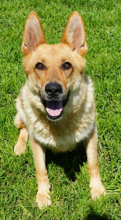 Luna Mae (Bonded W/ Taz)