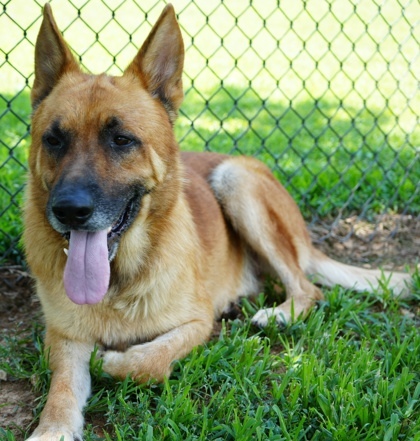 Taz (Bonded W/ Luna Mae)