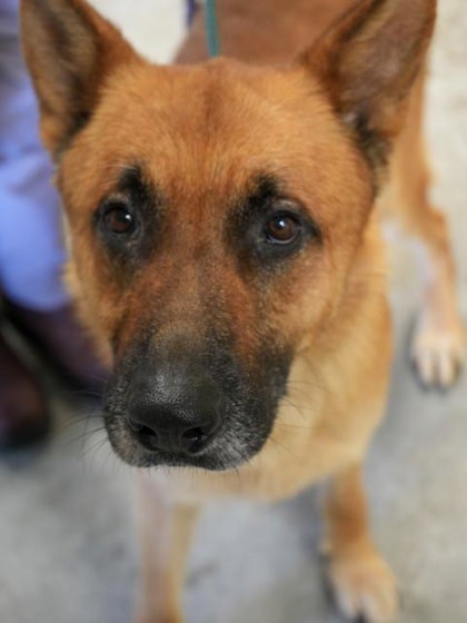 Taz (Bonded W/ Luna Mae)