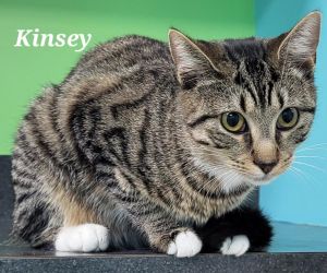 Kinsey, Young Female Domestic Short Hair