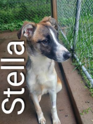 Stella, Young Female Shepherd