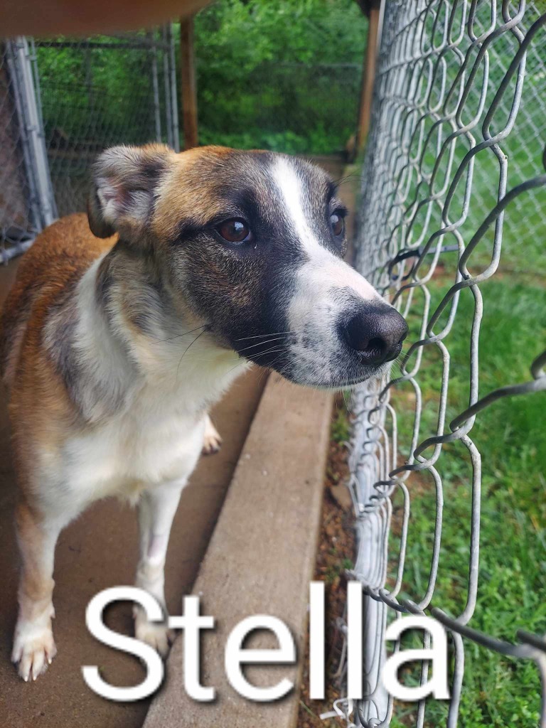 Stella