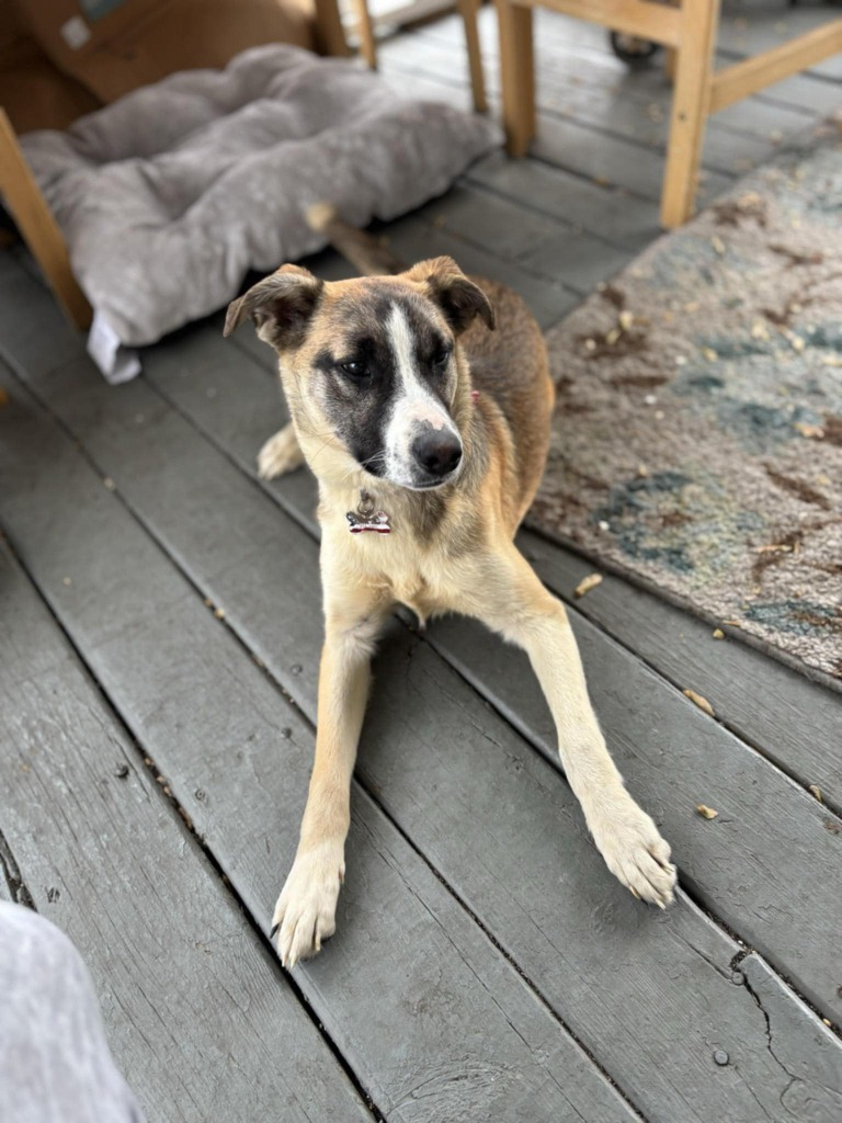 Stella