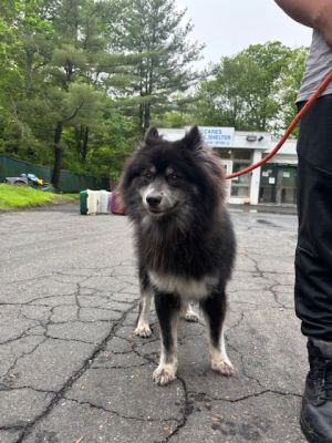 Belo Pomeranian Dog