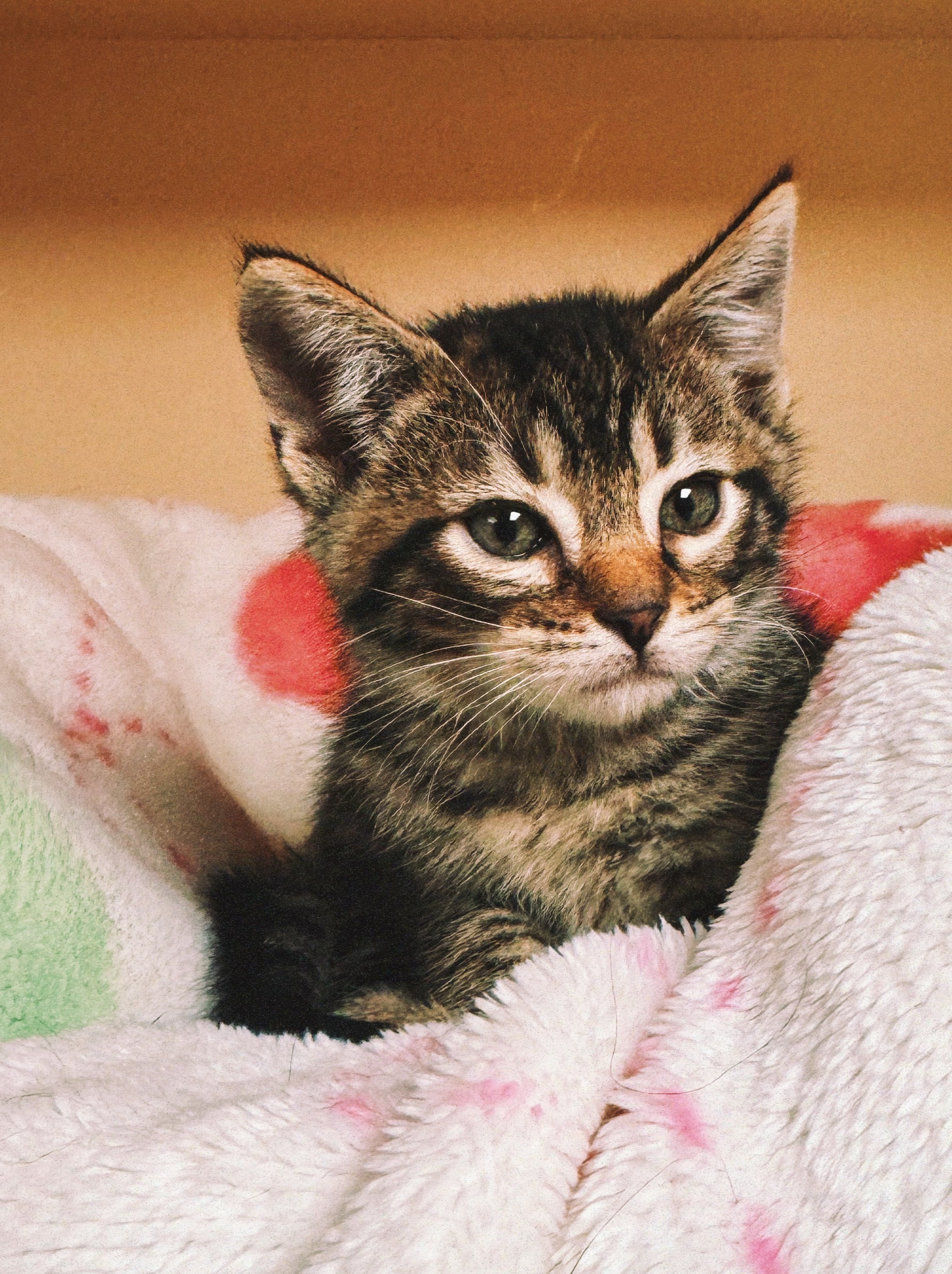 Gene, an adoptable Domestic Short Hair in Hays, KS, 67601 | Photo Image 1
