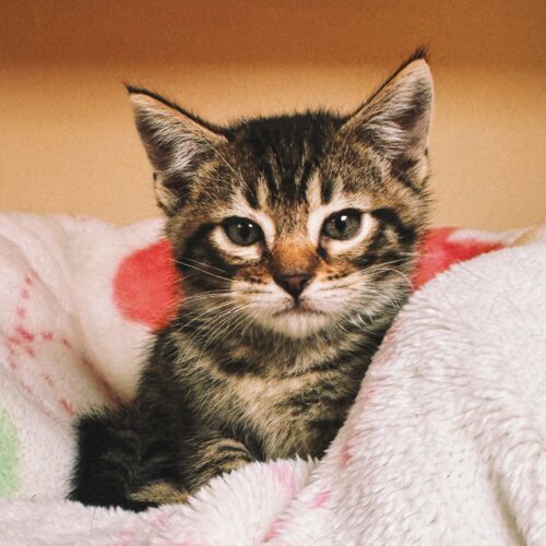 Gene, an adoptable Domestic Short Hair in Hays, KS, 67601 | Photo Image 2