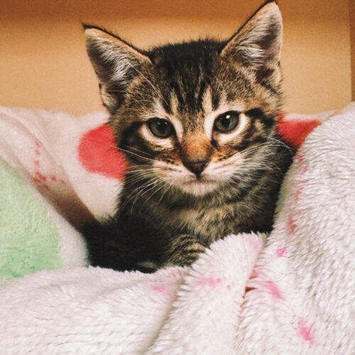 Gene, an adoptable Domestic Short Hair in Hays, KS, 67601 | Photo Image 3