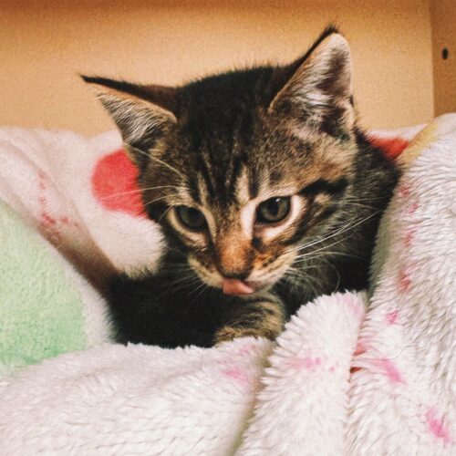 Gene, an adoptable Domestic Short Hair in Hays, KS, 67601 | Photo Image 4