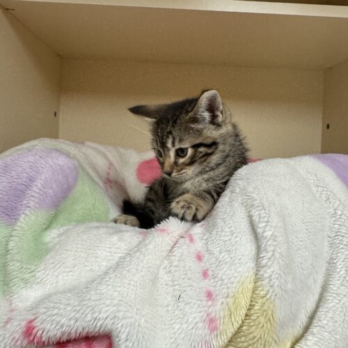 Gene, an adoptable Domestic Short Hair in Hays, KS, 67601 | Photo Image 6
