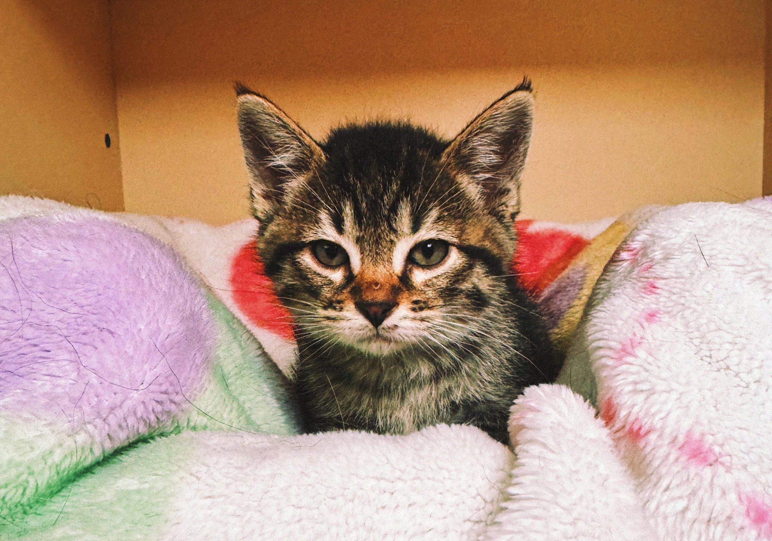 Teddy, an adoptable Domestic Short Hair in Hays, KS, 67601 | Photo Image 1