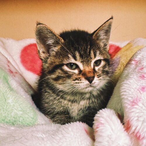 Teddy, an adoptable Domestic Short Hair in Hays, KS, 67601 | Photo Image 2