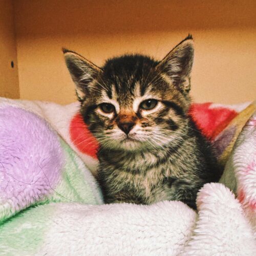 Teddy, an adoptable Domestic Short Hair in Hays, KS, 67601 | Photo Image 3