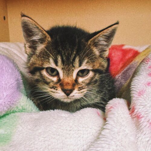 Teddy, an adoptable Domestic Short Hair in Hays, KS, 67601 | Photo Image 4