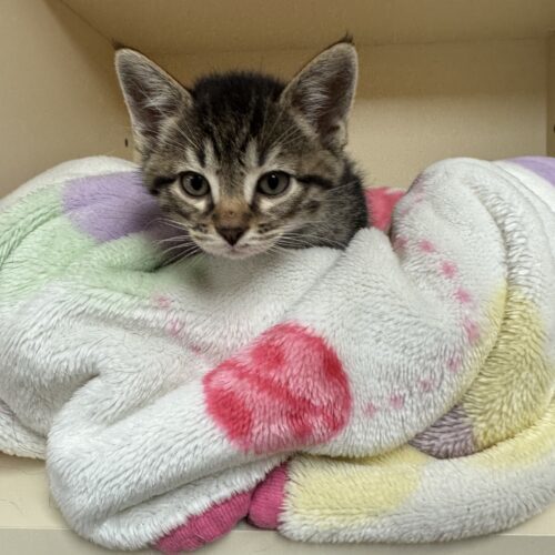 Teddy, an adoptable Domestic Short Hair in Hays, KS, 67601 | Photo Image 6