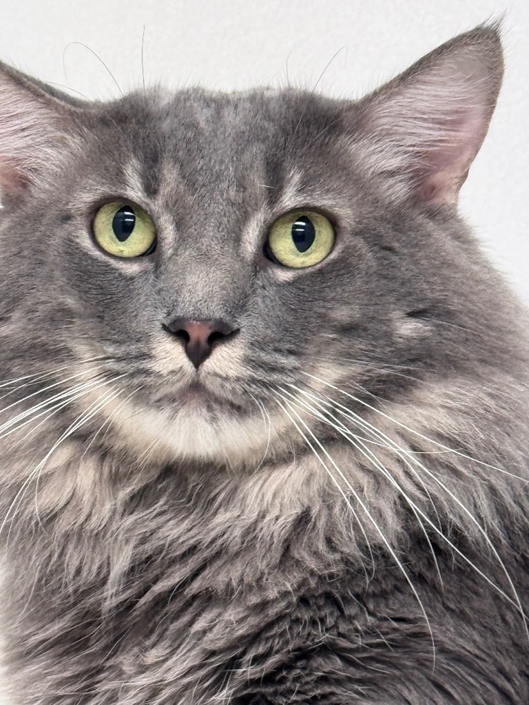 Frankie, an adoptable Domestic Long Hair in Crandon, WI, 54520 | Photo Image 1