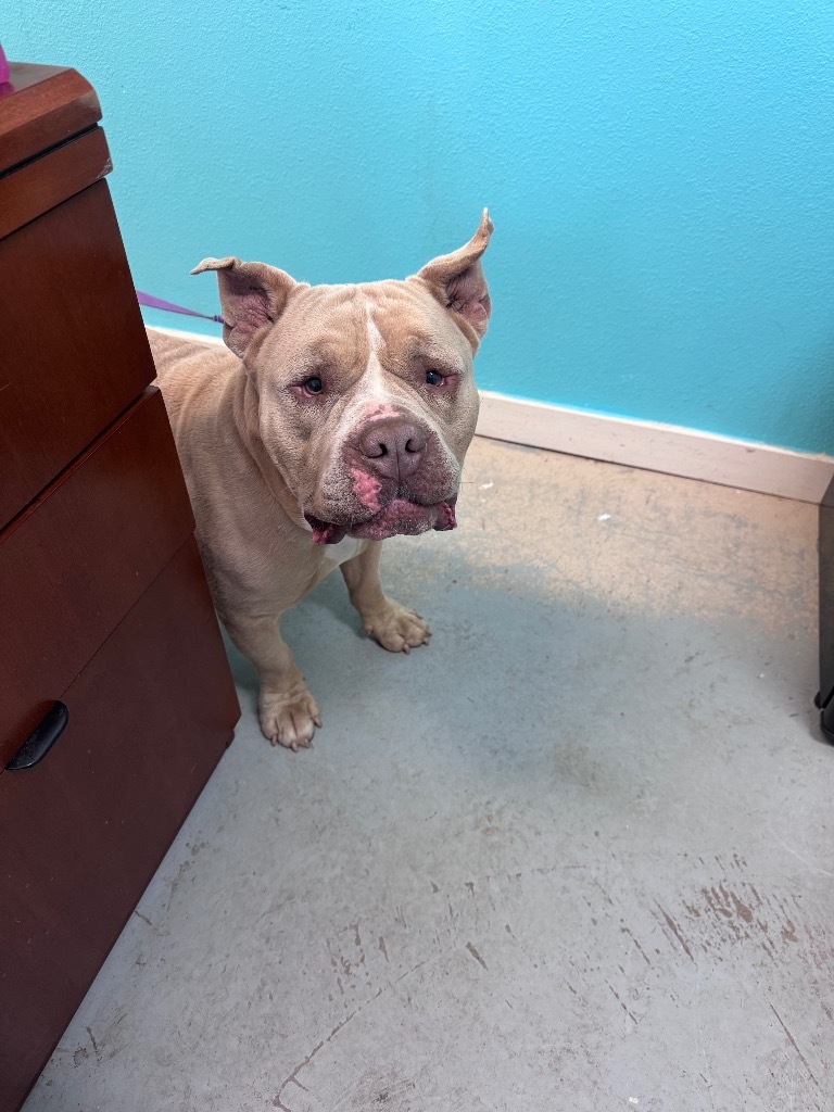 Rudy, an adoptable Shar-Pei, Mixed Breed in Crandon, WI, 54520 | Photo Image 1