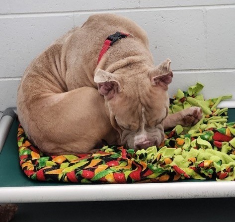 Rudy, an adoptable Shar-Pei, Mixed Breed in Crandon, WI, 54520 | Photo Image 2