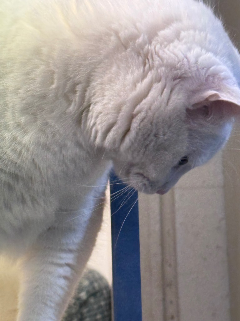 Lola, an adoptable Domestic Short Hair in Crandon, WI, 54520 | Photo Image 2