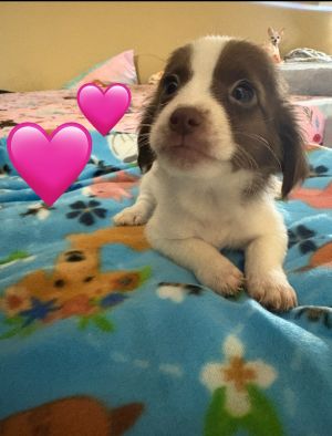 Dinky, Young Male Terrier