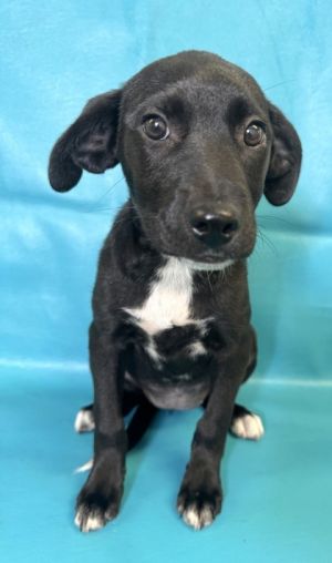 Beaver, Baby Female Flat-Coated Retriever