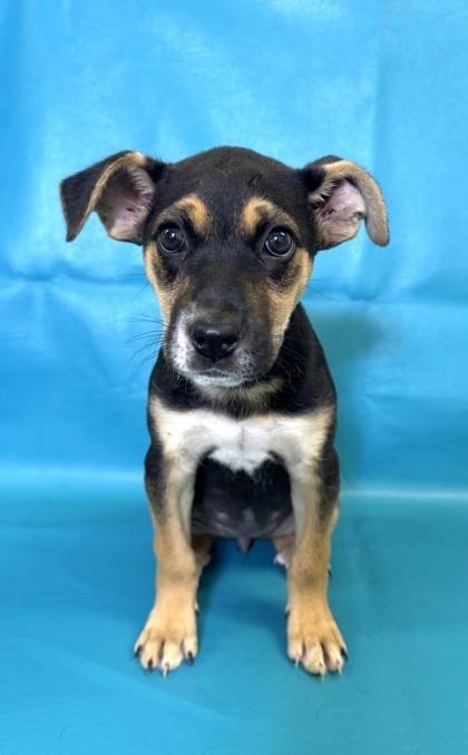 Jordyn, an adoptable Beauceron, Mixed Breed in Morton Grove, IL, 60053 | Photo Image 1
