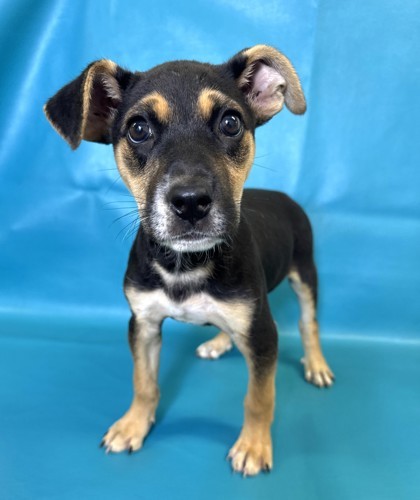 Jordyn, an adoptable Beauceron, Mixed Breed in Morton Grove, IL, 60053 | Photo Image 2