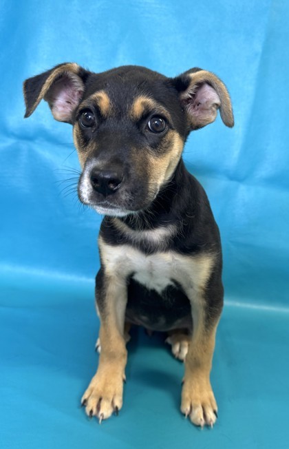 Jordyn, an adoptable Beauceron, Mixed Breed in Morton Grove, IL, 60053 | Photo Image 3