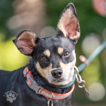 Bella, an adoptable Chihuahua, Mixed Breed in Honolulu, HI, 96826 | Photo Image 1
