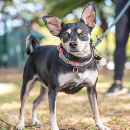 Bella, an adoptable Chihuahua, Mixed Breed in Honolulu, HI, 96826 | Photo Image 2