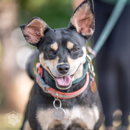 Bella, an adoptable Chihuahua, Mixed Breed in Honolulu, HI, 96826 | Photo Image 3