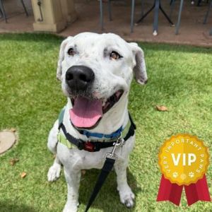 Belle, Adult Female Pit Bull Terrier