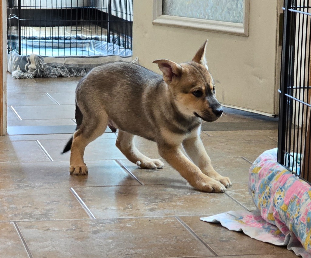 H4 Hamlet, an adoptable Husky in Ashland, WI, 54806 | Photo Image 2