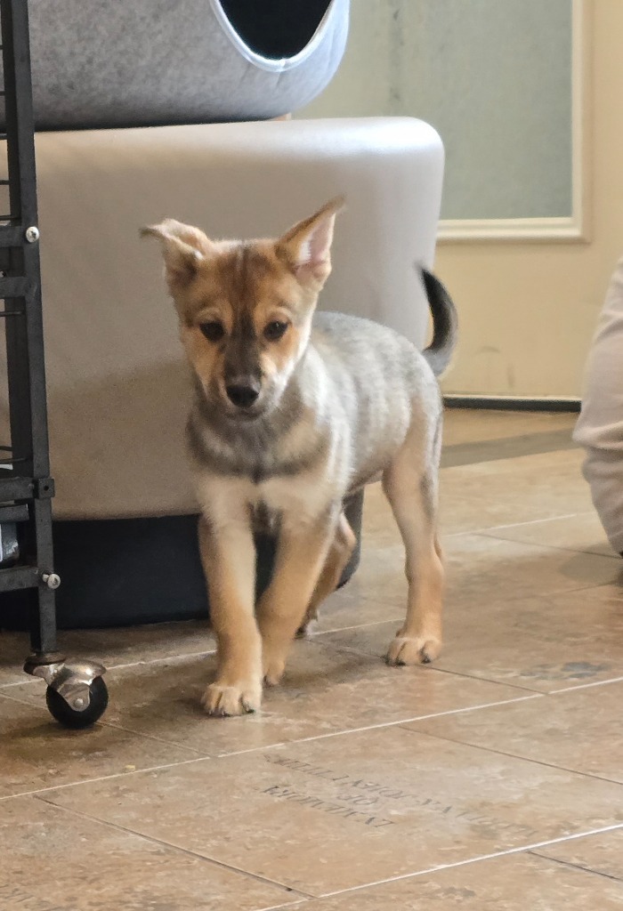 H4 Hamlet, an adoptable Husky in Ashland, WI, 54806 | Photo Image 3