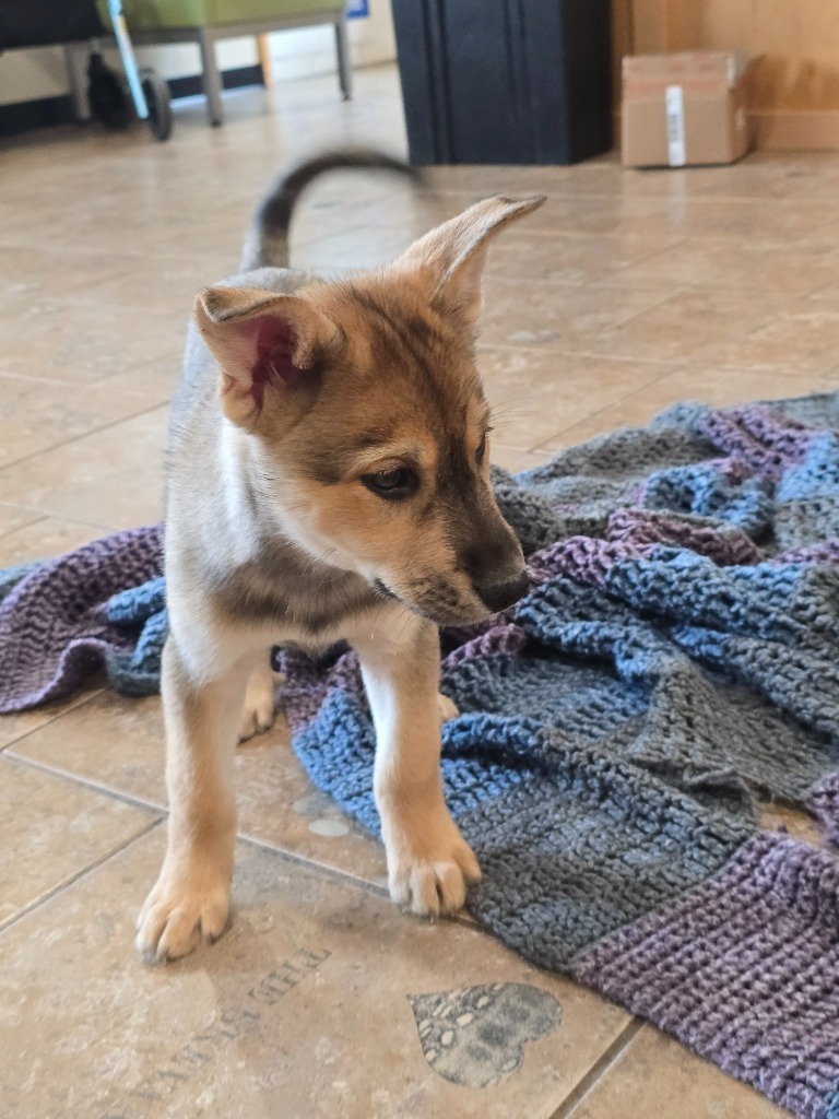 H4 Hamlet, an adoptable Husky in Ashland, WI, 54806 | Photo Image 4